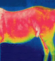 Mr Feel Warm Exercise Blanket