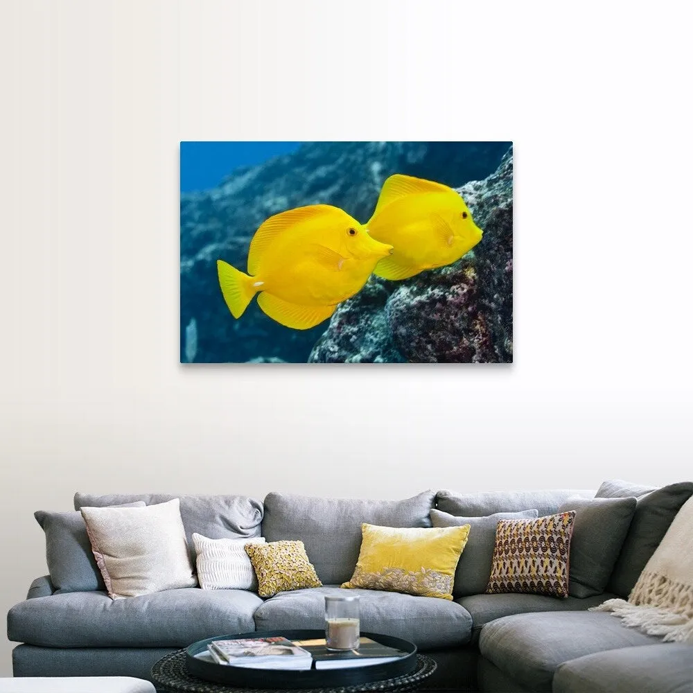 "A Pair of Yellow Tangs swimming over a tropical coral reef. Pacific Ocean, H" Canvas Wall Art