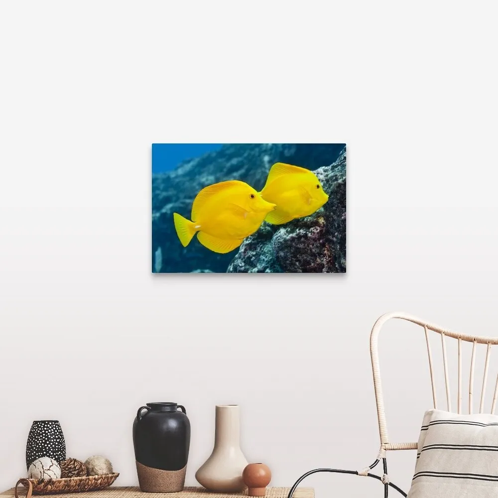 "A Pair of Yellow Tangs swimming over a tropical coral reef. Pacific Ocean, H" Canvas Wall Art