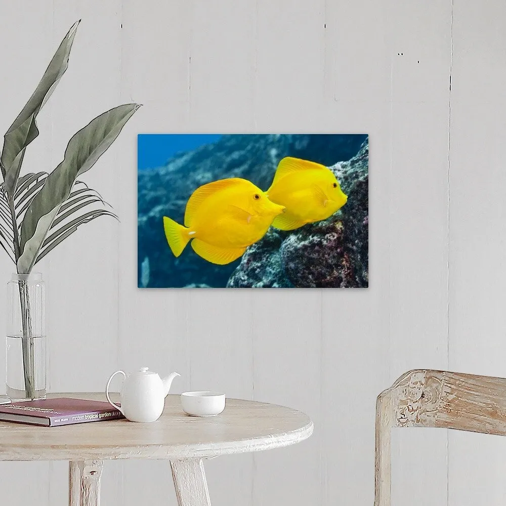 "A Pair of Yellow Tangs swimming over a tropical coral reef. Pacific Ocean, H" Canvas Wall Art