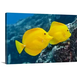 "A Pair of Yellow Tangs swimming over a tropical coral reef. Pacific Ocean, H" Canvas Wall Art