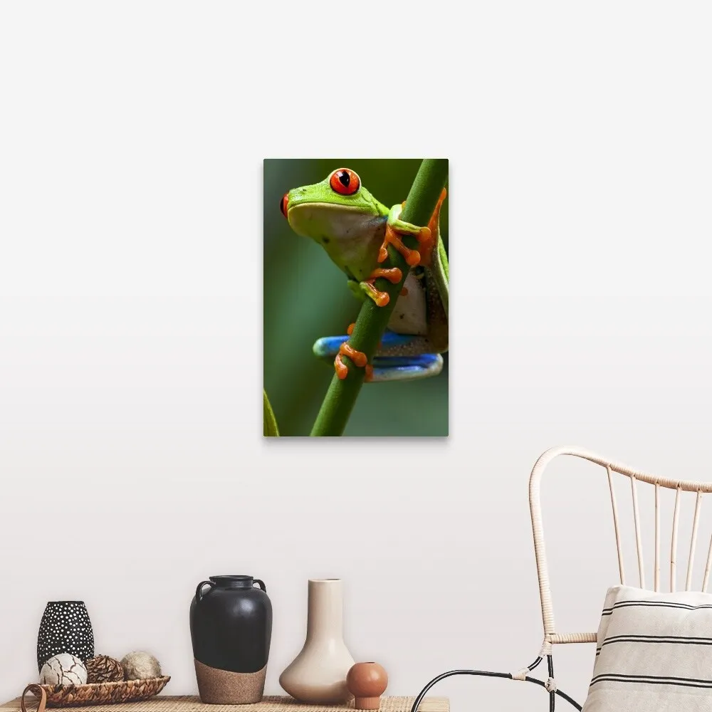 "Costa Rica, Monteverde, Red-Eyed Tree Frog (Agalychnis callidryas) in captivity" Canvas Wall Art