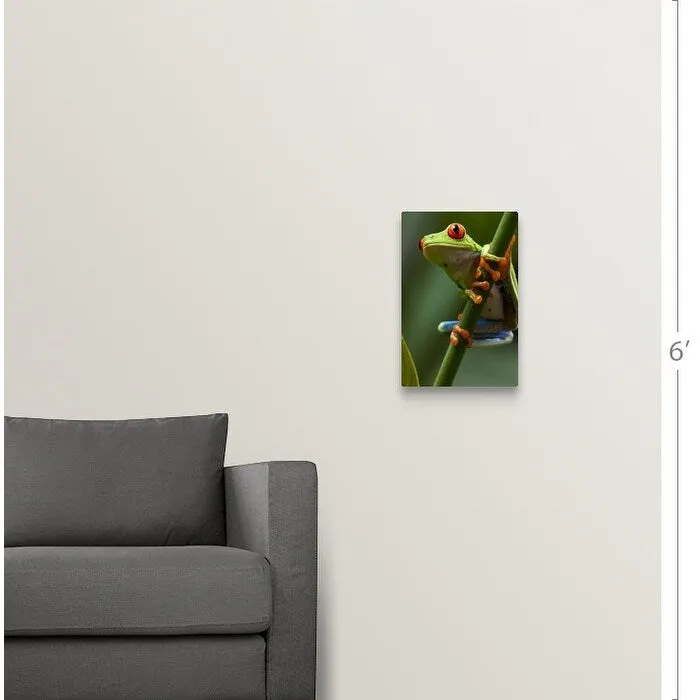 "Costa Rica, Monteverde, Red-Eyed Tree Frog (Agalychnis callidryas) in captivity" Canvas Wall Art