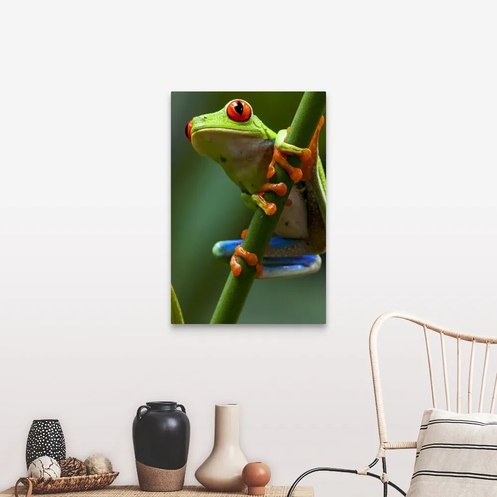 "Costa Rica, Monteverde, Red-Eyed Tree Frog (Agalychnis callidryas) in captivity" Canvas Wall Art