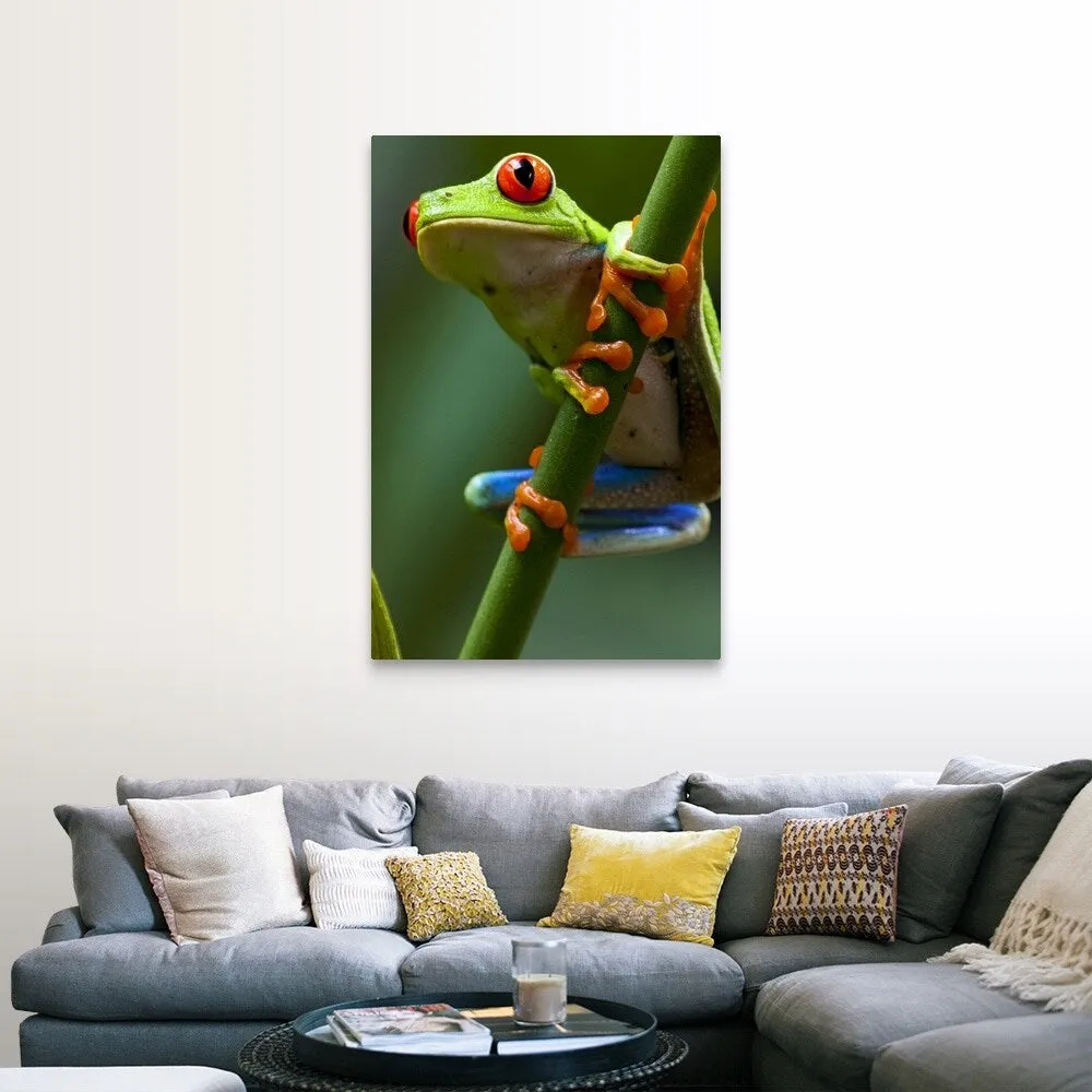 "Costa Rica, Monteverde, Red-Eyed Tree Frog (Agalychnis callidryas) in captivity" Canvas Wall Art