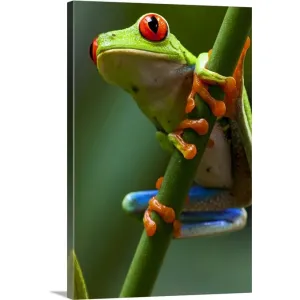 "Costa Rica, Monteverde, Red-Eyed Tree Frog (Agalychnis callidryas) in captivity" Canvas Wall Art
