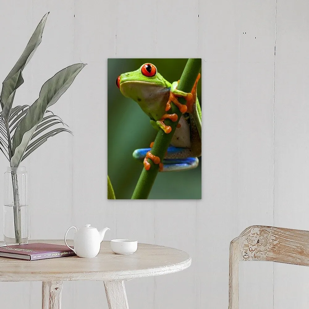 "Costa Rica, Monteverde, Red-Eyed Tree Frog (Agalychnis callidryas) in captivity" Canvas Wall Art