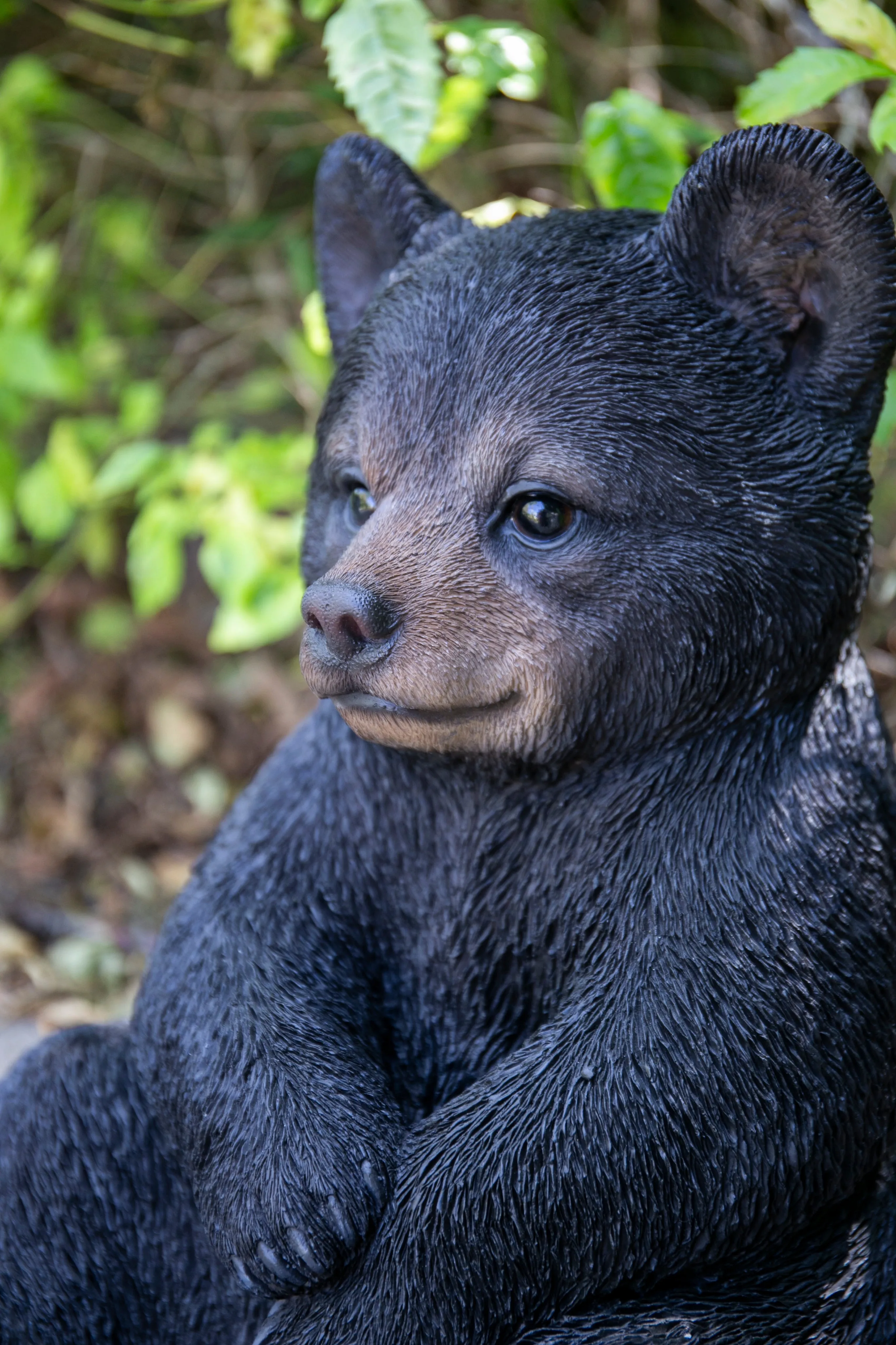 Sitting Black Bear Cub