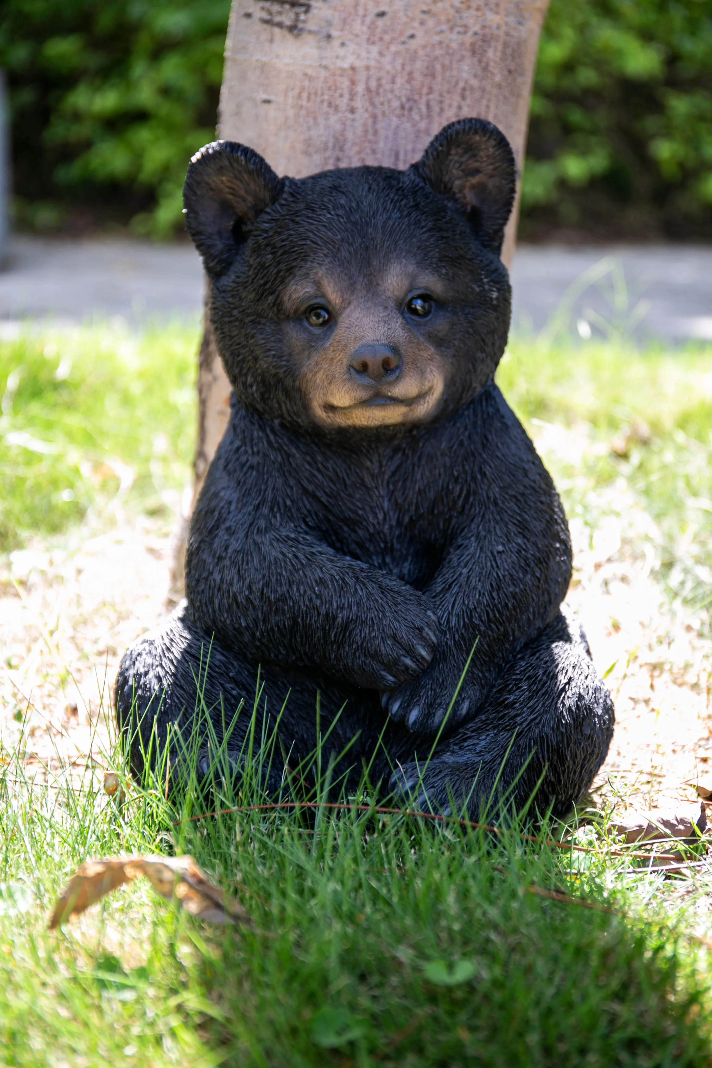 Sitting Black Bear Cub