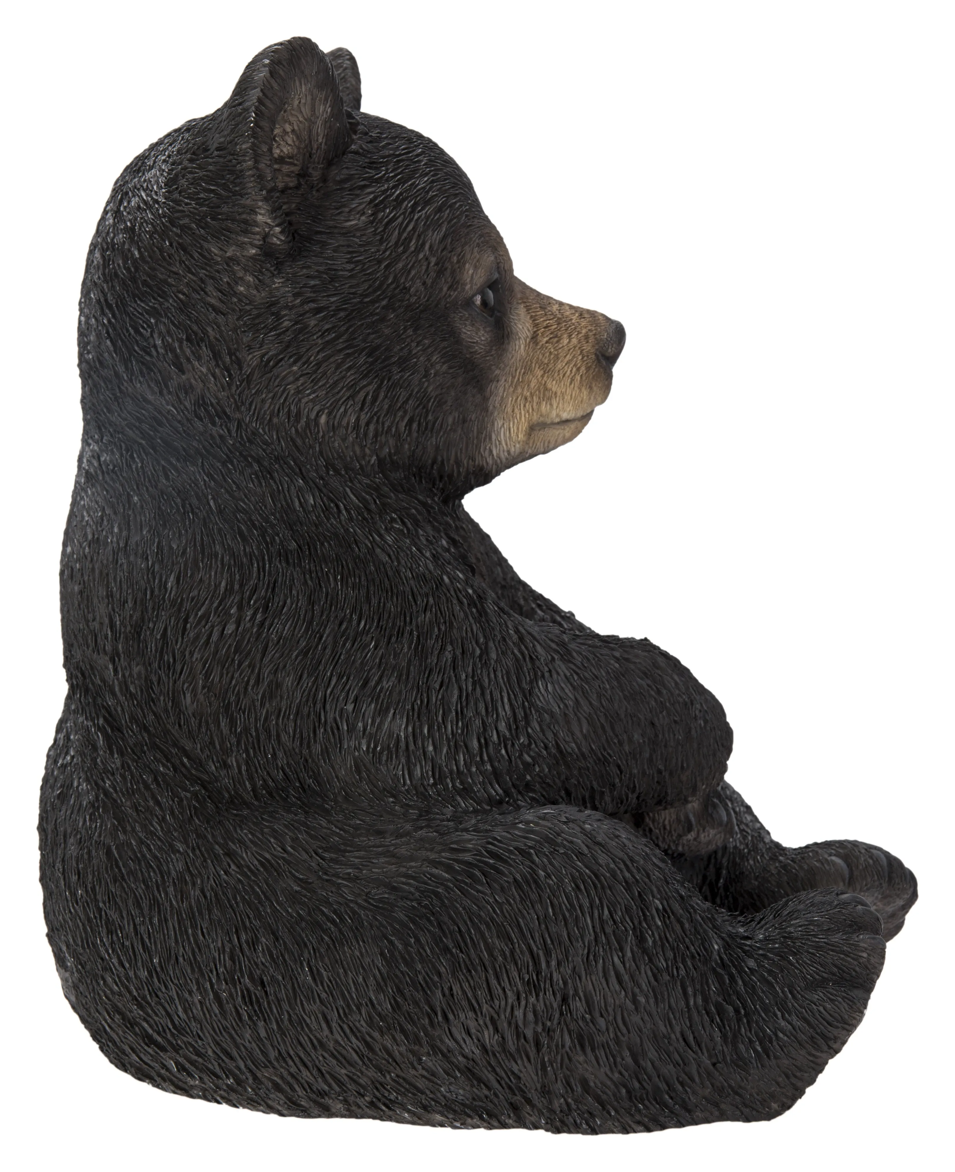 Sitting Black Bear Cub